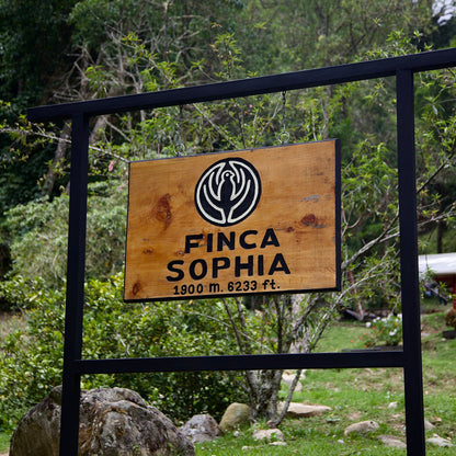 Finca Sophia Lot FS9325 Grand reserve Colibri Gesha Washed