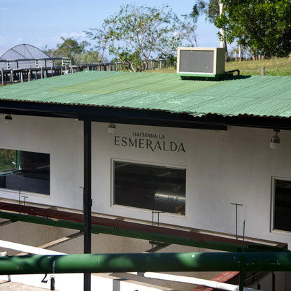 Hacienda La Esmeralda Lino 4 FB Gesha Washed