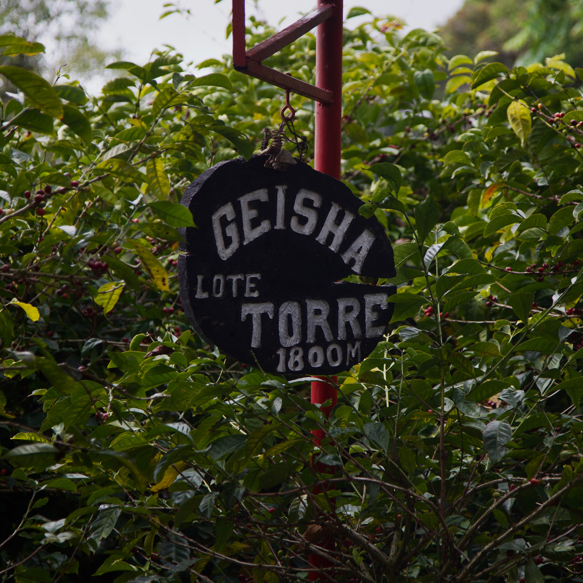 Elida Estate Torre Gesha Natural SD Lamastus Family