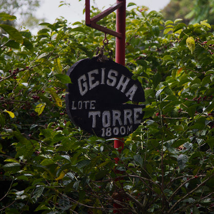 Elida Estate Torre Gesha Natural SD Lamastus Family