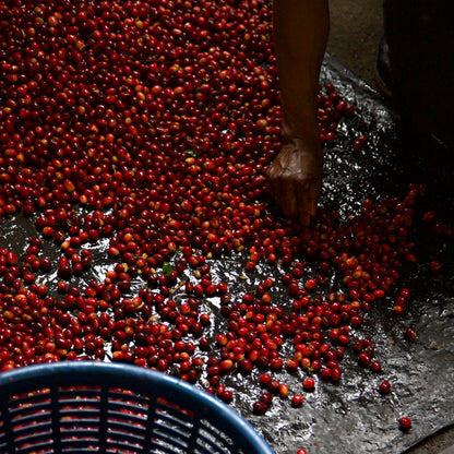 Bambito Estate Gesha Washed Highland Grace Lot 2
