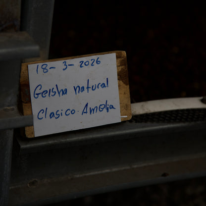 Lérida - Amelia Estate   
Gesha Natural
