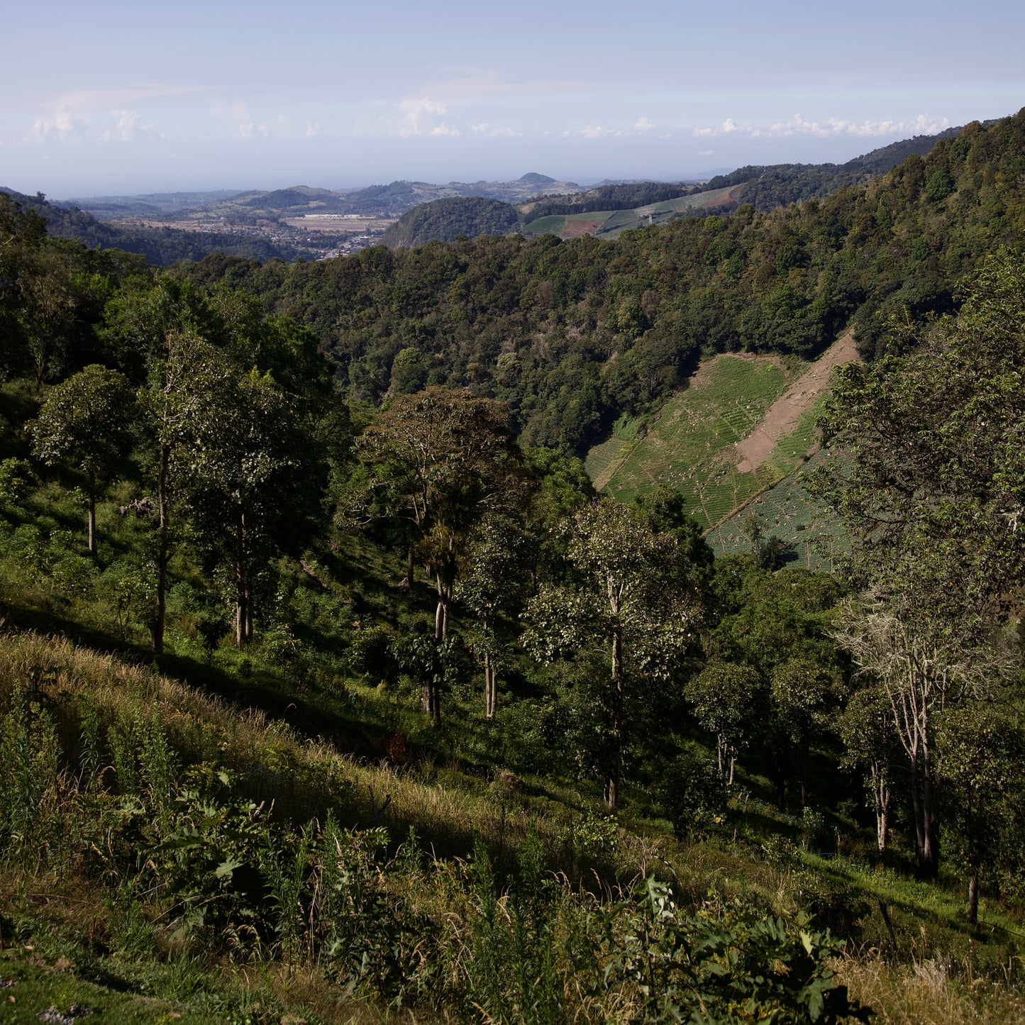 Finca Sophia Lot FS9325 Grand reserve Colibri Gesha Washed