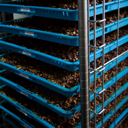 Lost Origin x Finca Santa Teresa Gesha Depulped