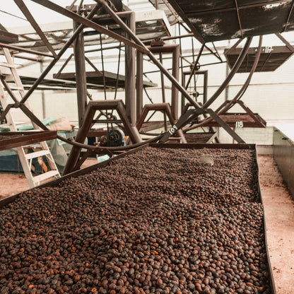 Inmaculada Striking Terroir Gesha Natural - Nitrogen Flushed