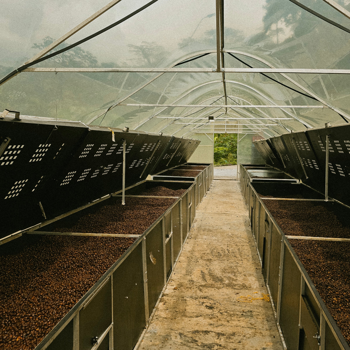Inmaculada Striking Terroir Gesha Natural - Nitrogen Flushed
